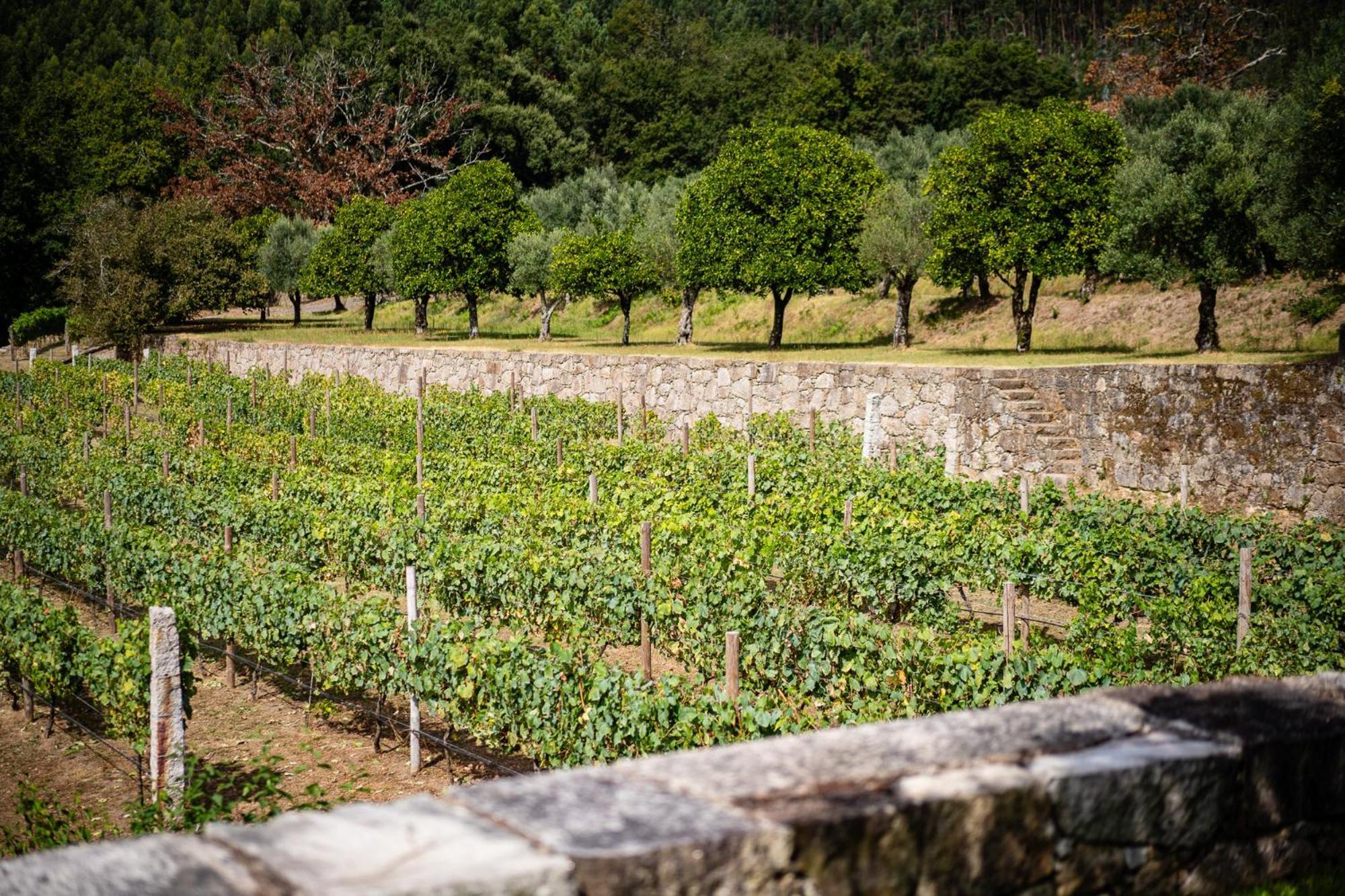 Villa Vinte-Quinta Da Boavista Ponte de Lima Exterior foto